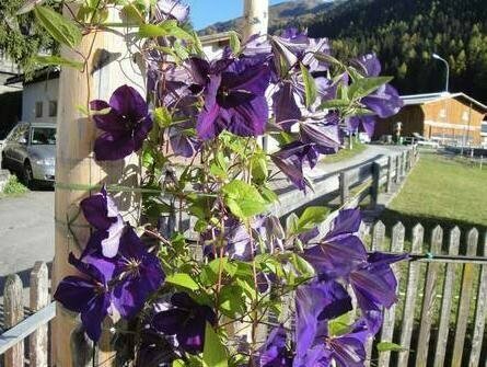 Alpenpension Stilli, Prenota Hotel Davos Grigioni