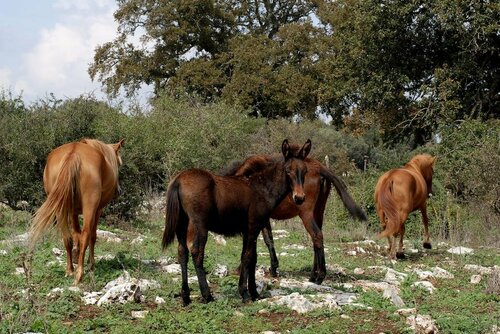 Masseria Iazzo Scagno, Book Hotel Hoteller i Valle d'Itria med pool, Swimmingpool