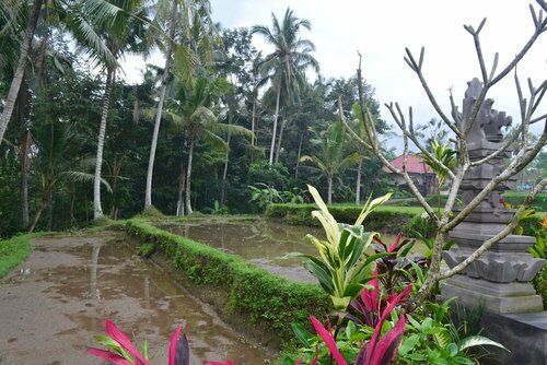 Buda Cottage Ubud, Prenota Casa vacanze Ubud Gianyar