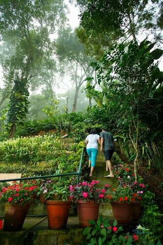 Misty Mountain Resort, Book Hotel Munnar New Delhi