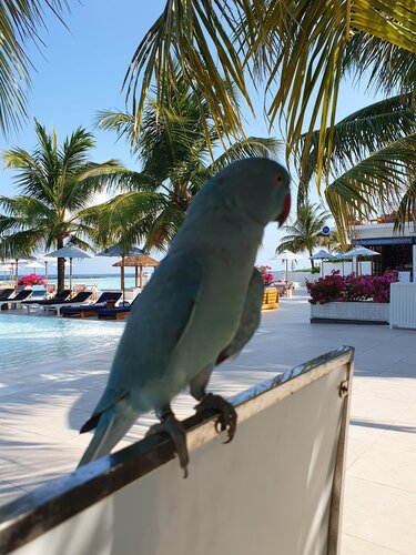 Villa Nautica Paradise Island Resort, 预订 度假村 马累 芭环礁