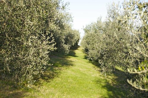 Agriturismo Marani, Book Hotel Arcugnano Veneto
