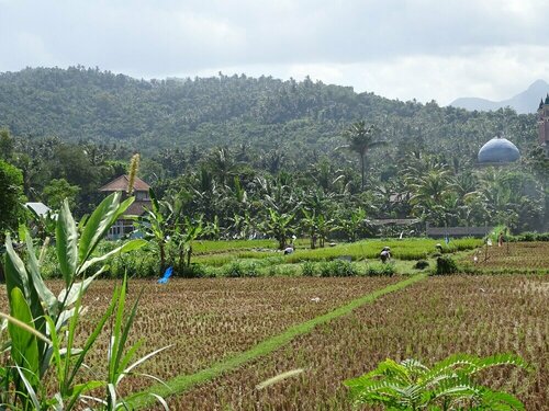 Bale Solah Lombok Holiday Resort, Book Ferieresort SPA-hoteller i Lombok, SPA