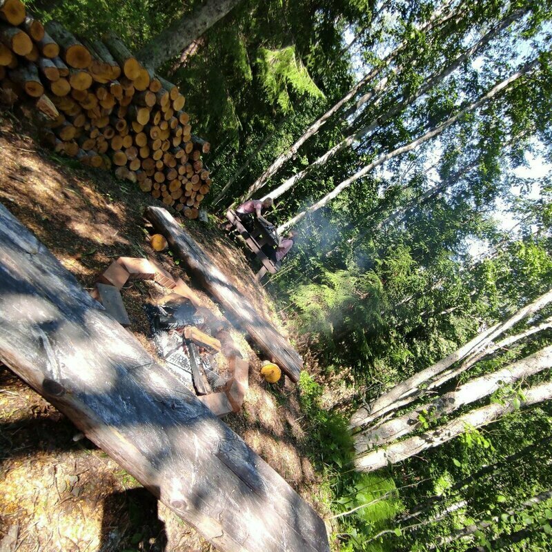 Пение птиц
