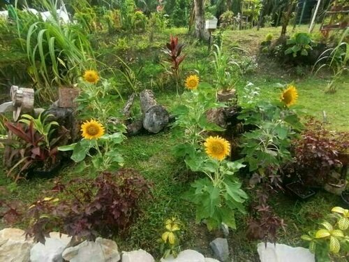 Secret Villa Kudat, Rezervasyon Otel Sabah otoparklı oteller, Otopark