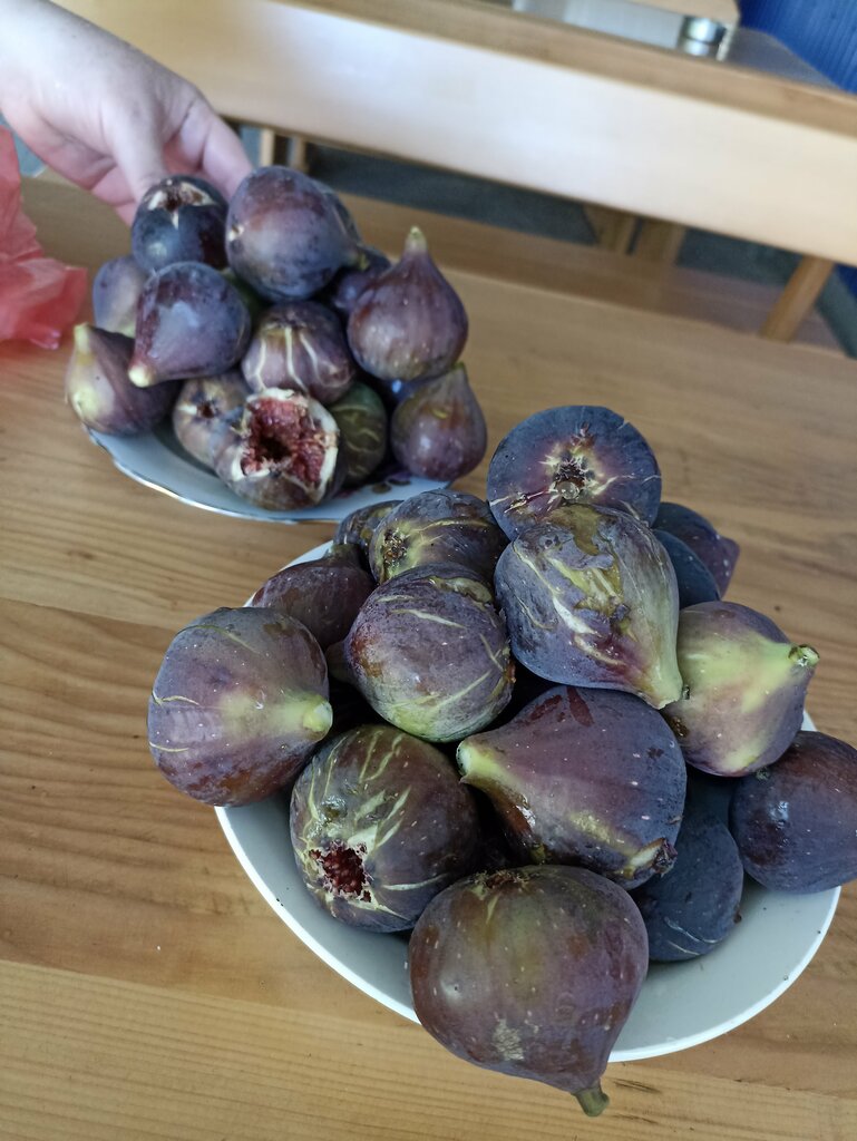 უ დიანა