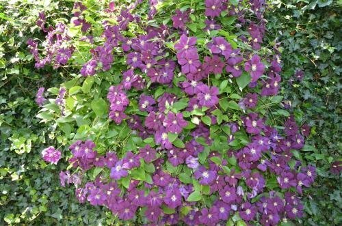 Bloemenhoeve, Prenota Hotel Oudkerk Frisia