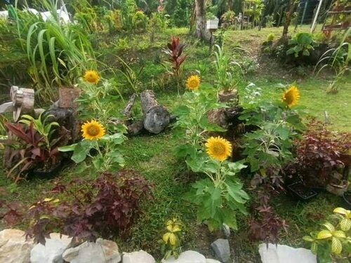 Secret Villa Kudat, Prenota Hotel Kumbatang Sabah