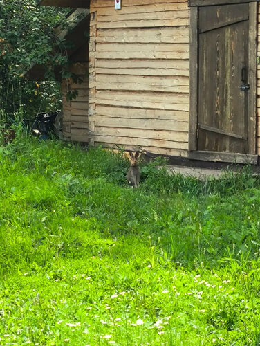 Hotel Shale "volnitsa", Boek Chalet Sadovyy Rusland