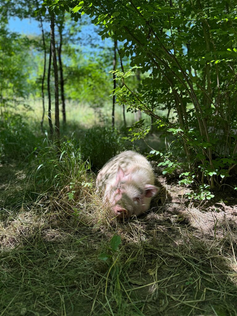 Тихий Лес