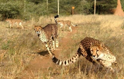 Cheetah View Lodge