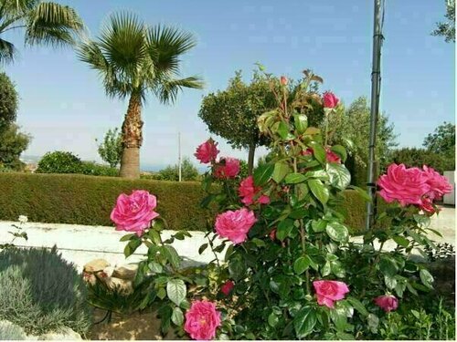 Zafira Holiday Apartments, Boek Appartement Pissouri Limassol