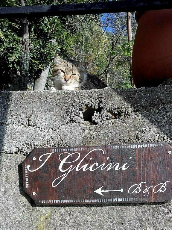 B&B I Glicini