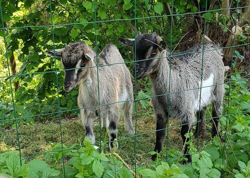 Les logis de la maisonnette, Book Hotel Mouchamps Puy du Fou