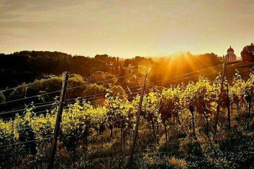 LOISIUM Wine & Spa Hotel Südsteiermark, Buchen Sie Resort Hotels in Steiermark mit Frühstück, Frühstück
