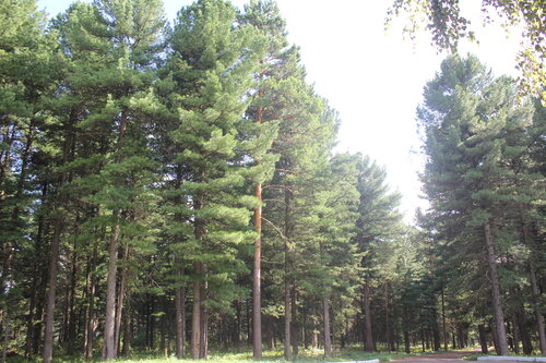 Kedrovyi bor, Rezervovat Hotel Podyakovo Kemerovsky Municipal Okrug