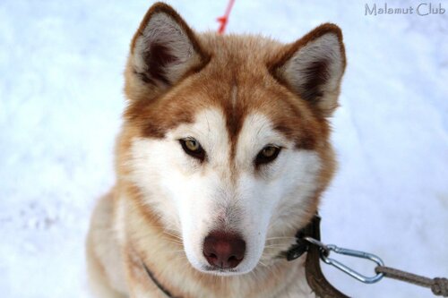 Recreation camp Malamut Lend, Брондау Туристік база Krasnoglinsky district 