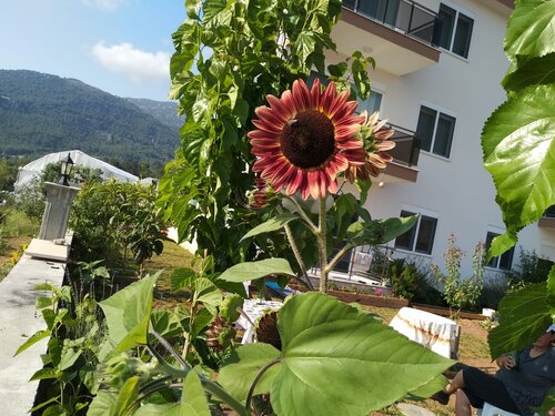 Begonvilla Homes Karaöz, Rezervovat Apartmánový hotel Mediterranean Region Turkey hotely s parkováním, Parkování