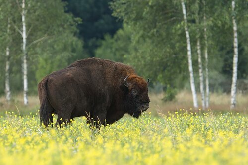 Гостевой дом Мечта в Беловежской Пуще, Забронировать Гостевой дом Каменюки 