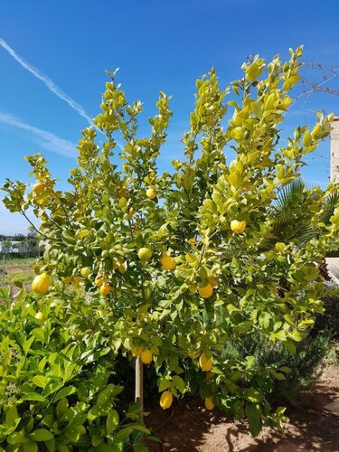 Finca Alegria, Book Hotel Llucmajor Mallorca