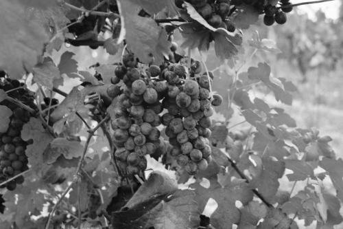 Azienda Agricola Garoglio Davide, Book Hotel Hoteller i Piedmont med pool, Swimmingpool