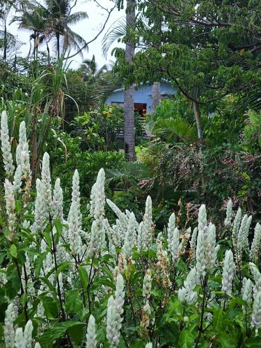 Maukele Lodge, Забронировать Отель «постель и завтрак» Пахоа Puna