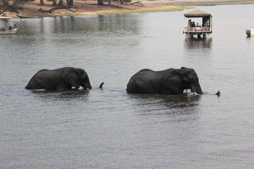 Sedudu Mobile Camp, Boek Camping Chobe National Park 