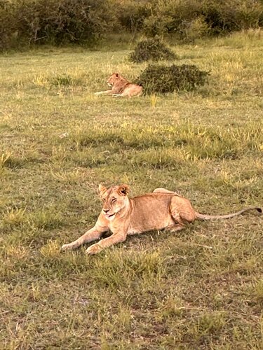 Mara Topi Safari Lodge, Buchen Sie Hotel Narok Masai Mara