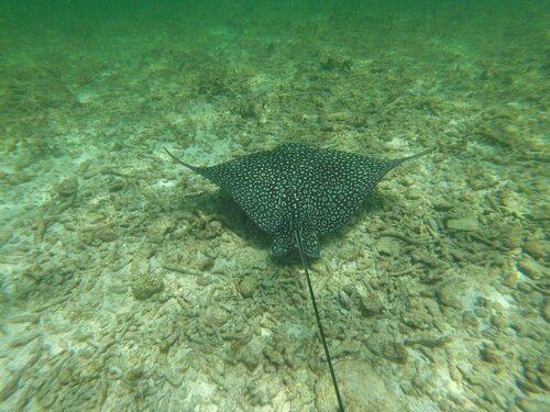 Angel Fish Cove, Забронировать Апартаменты/квартира Ле-Кото Тобаго
