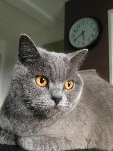 Clos Bamboo, Đặt Khách sạn Merignac Charente-Maritime