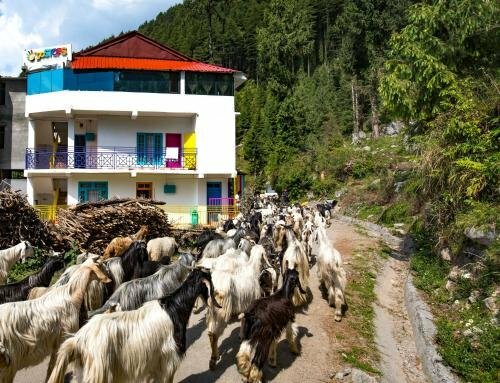 goStops Dalhousie (Stops Hostel Dalhousie), Забронировать Хостел Отели Далхаузи с бассейном, Бассейн