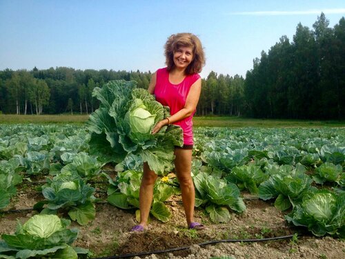 Ferma moyey mamy, Boek Boerderijverblijf Cheredovo Volokolamsky District