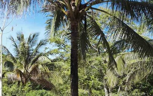 Tropical Eco Camping, Брондау Кемпинг Kedah қаласындағы кемпингтер, Кемпинг
