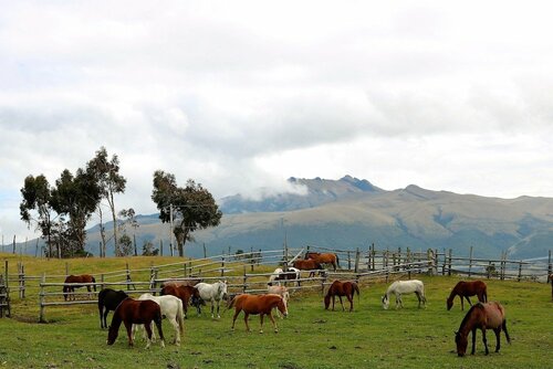 Hacienda El Porvenir by Tierra del Volcan, Book Farm Stay Machachi Cotopaxi