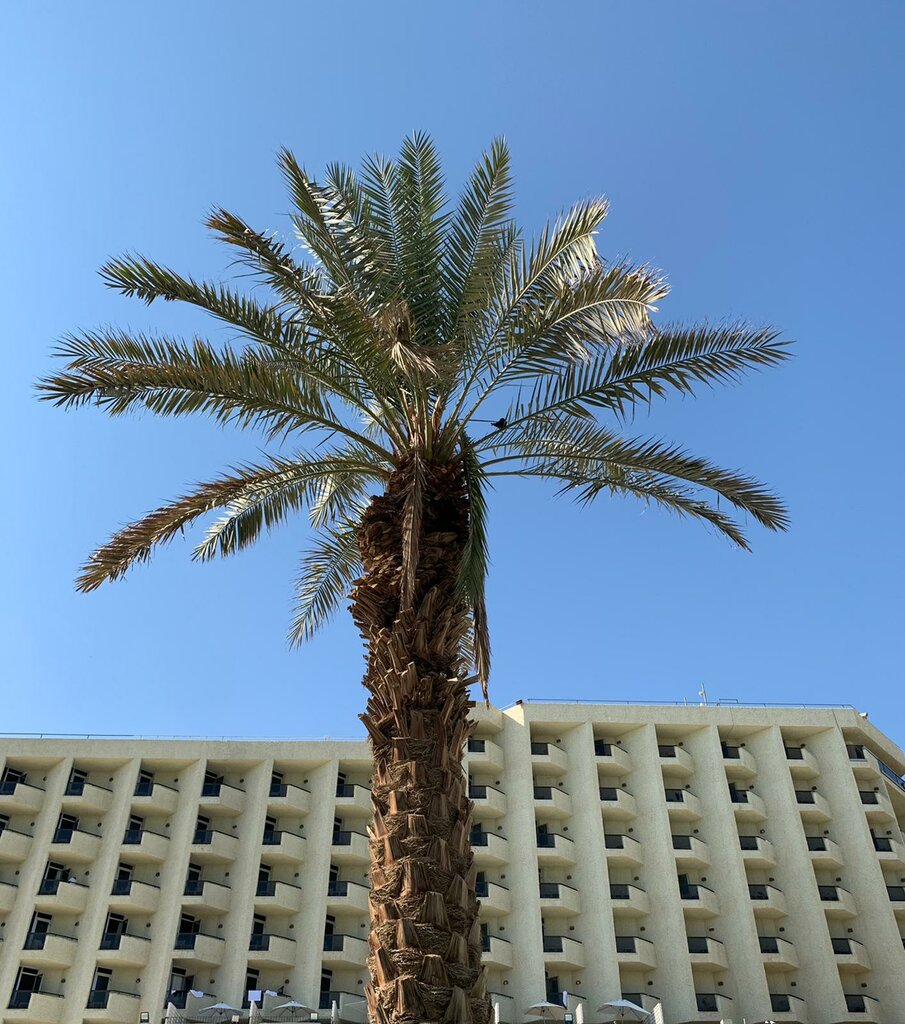 Herods Dead Sea Hotel