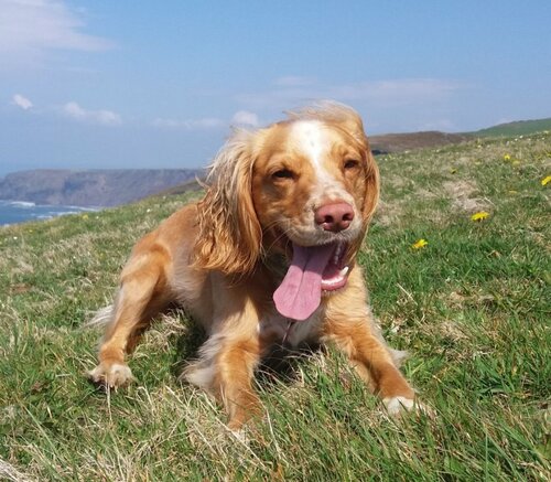 Cornish Valley View B&B, Rezervasyon Bed and Breakfast Camelford 