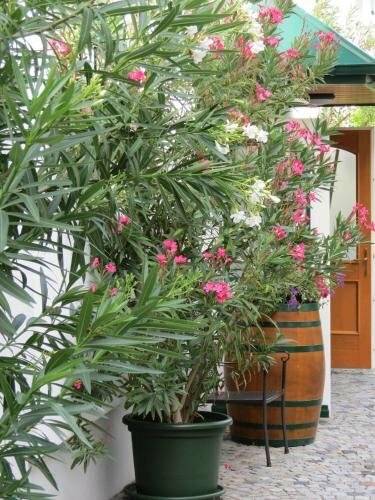 Gartenpension Fischl, Book Hotel Mörbisch am See 