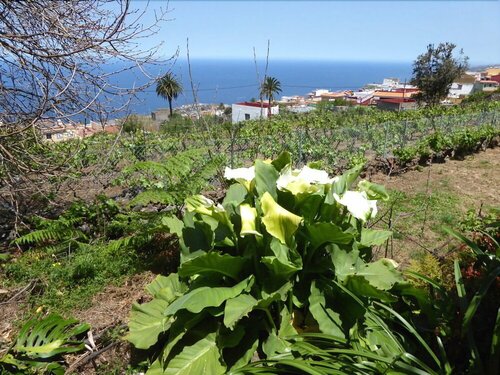 Casa Canarina, Buchen Sie Hotel Las Cuevas Spanien