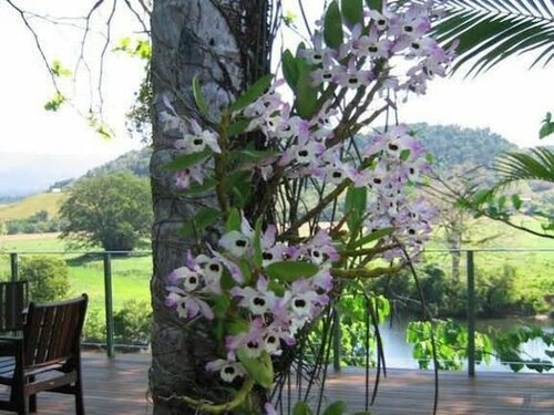 Daintree Village Bed and Breakfast, Rezervasyon Otel Daintree 