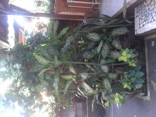 Raka House Accommodation, Prenota Hotel Ubud Gianyar