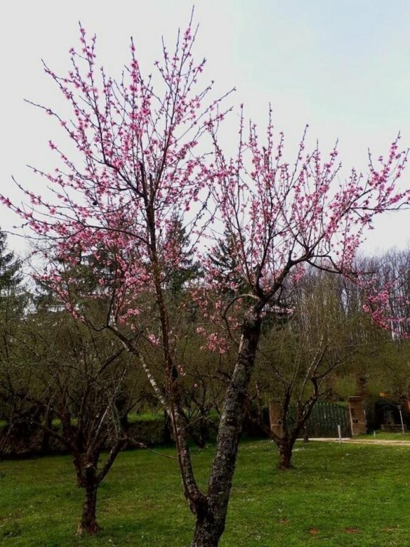 B&B Monticelli