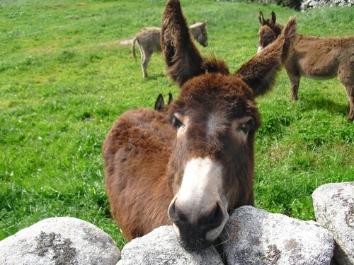 Al Regio Tratturo, Đặt Khách sạn Pinewood Nature Reserve of St. Filomena 