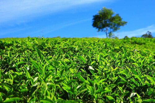 Munnar Days, Забронировать Отель Недорогие отели штата Кералы, недорого
