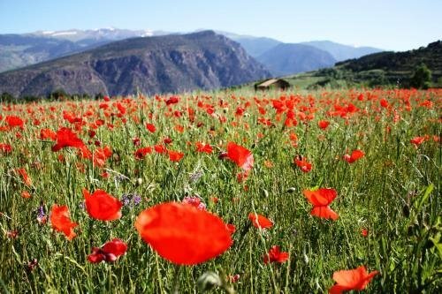 Camping Gran Sol, Rezerwuj Pole kempingowe Montferrer L'Alt Urgell