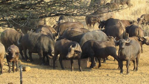 Buffalo Hill Safari Lodge, Брондау Қонақ үй Мкузе Zululand