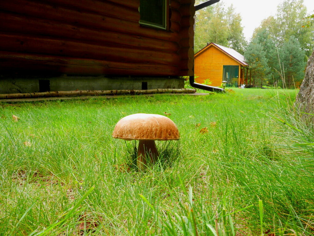 Домик Коиви