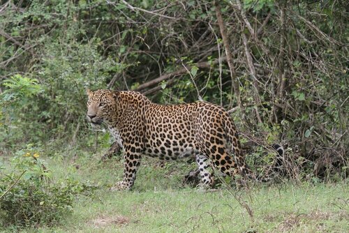 Yala Wilderness Safari Camp, Забронировать Отель Отели Хамбантота 3 звезды, 3*