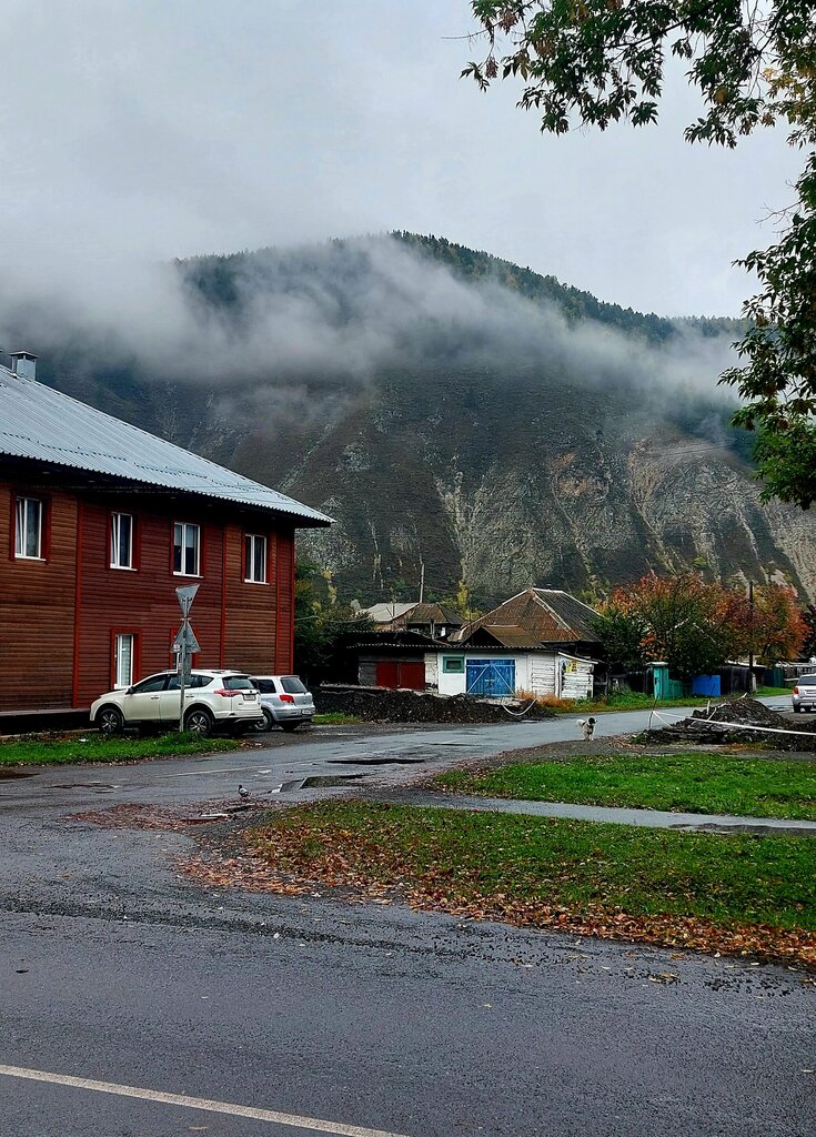 Кедр