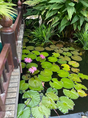 Отель Angkor Village, Забронировать Отель Отели Сиемреап 5 звезд, рядом с Angkor Shopping Centre, 5*