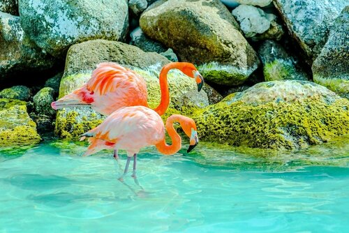 The Palm Leaf Apartments, Reserva ahora Apartamento Noord Aruba